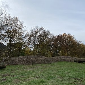 Wiese Wiese