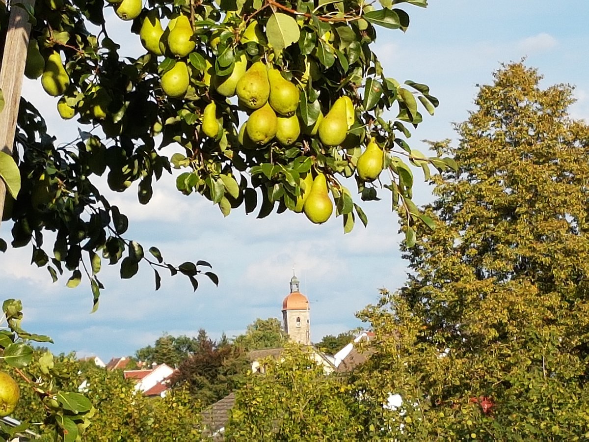 Birnbaum mit Kirche im Hintergrund