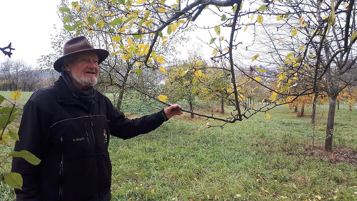 Mann steht neben Obstbaum Mann steht neben Obstbaum