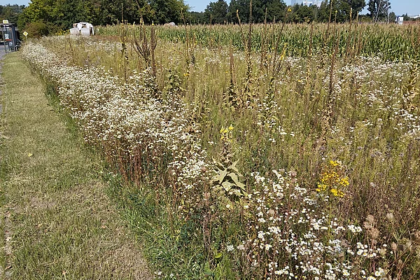 Blühfläche am Mühlloheweg unterhalb des Friedhofs mit mehrjähriger Blühmischung „Blühende Landschaft“